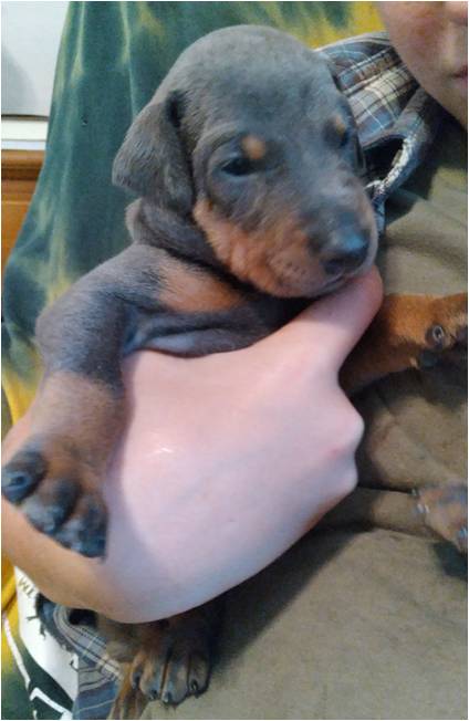 protection_dogs-blue-female-1