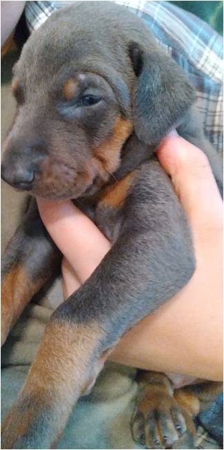 protection_dogs-blue-female-2