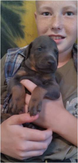 protection_dogs-blue-male