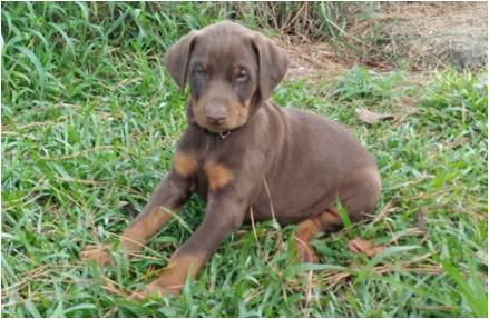 Protection_dogs_red_female