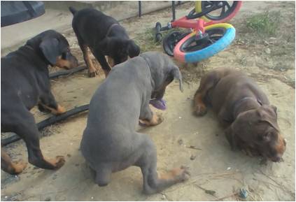 hazel_puppies