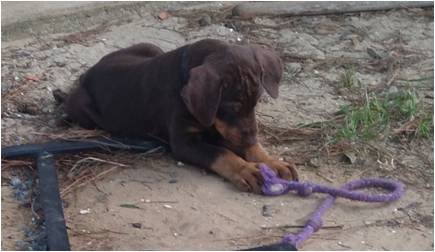hazel_red_puppies