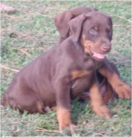 hazel_red_puppy
