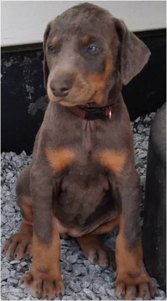 protection_dogs_6_week_puppy_blue_female
