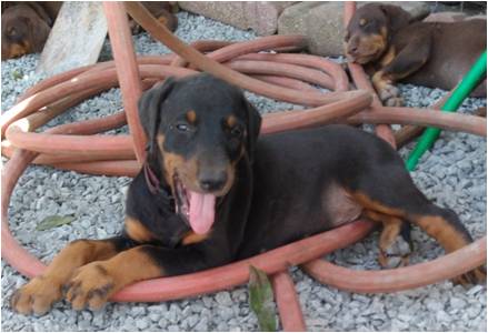 protection_dogs_black_female