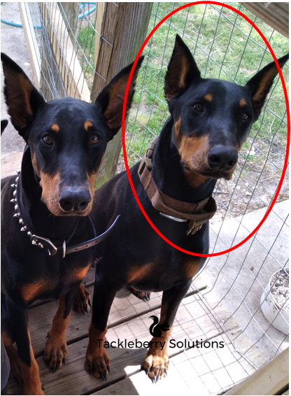 Athena_Doberman_Pinscher_Protection_dog