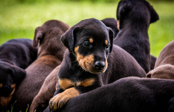 Certified Purebred Doberman Pinscher Puppies