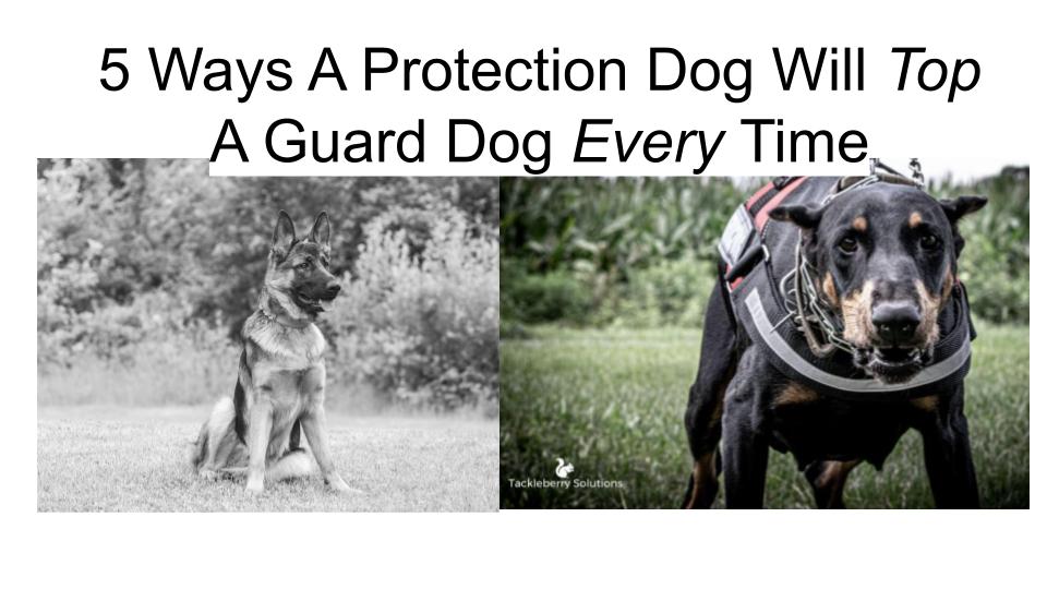 5 Ways A Protection Dog Will Top A Guard Dog Every Time