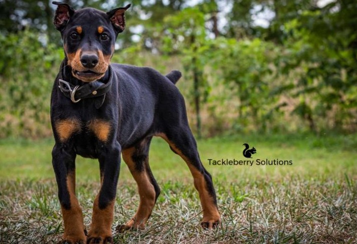 Purebred_Doberman_Pinscher_Black_Male_from_North_Carolina_Protection_Dogs
