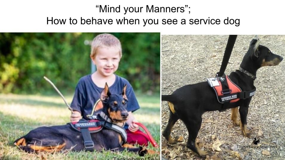 “Mind your Manners”; How to behave when you see a service dog
