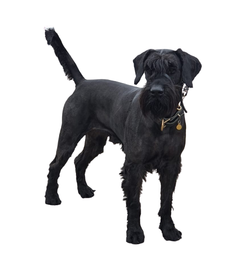 Gian_Schnauzer_the-best-breed-for-personal-protection