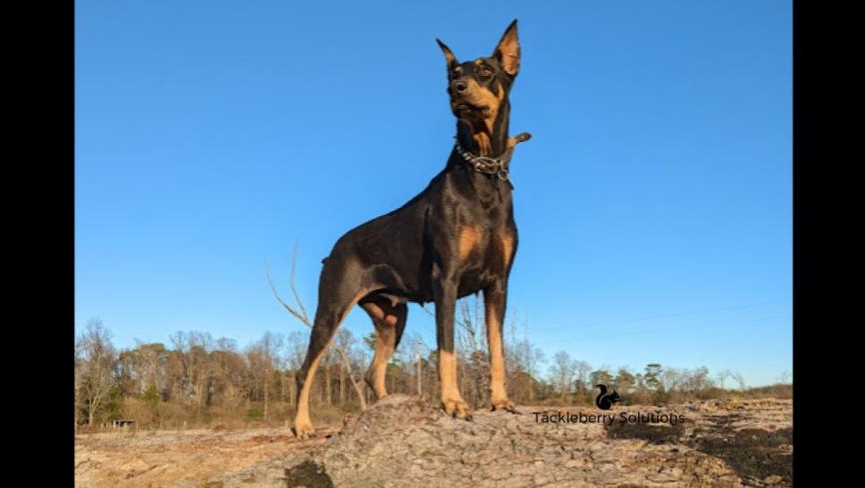 Patricia_Purebred_Doberman_Pinscher_protection_search_and_rescue_emotional_therapy_Doberman_Personality_Scores
