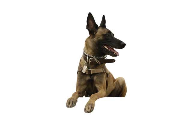 belgian-malinois-the-best-breed-for-personal-protection