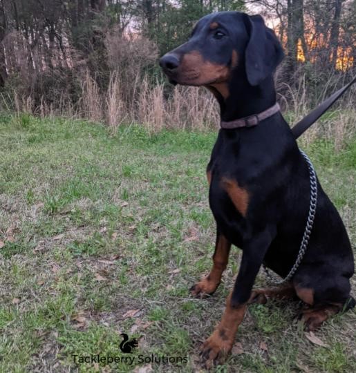 Purebred_Doberman_Pinscher_Puppy_For_Sale2