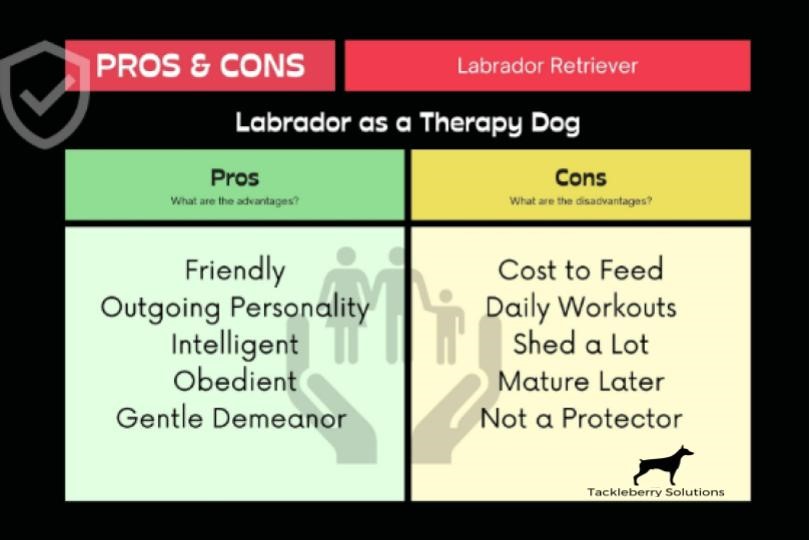 Therapy_dog_breeds_5