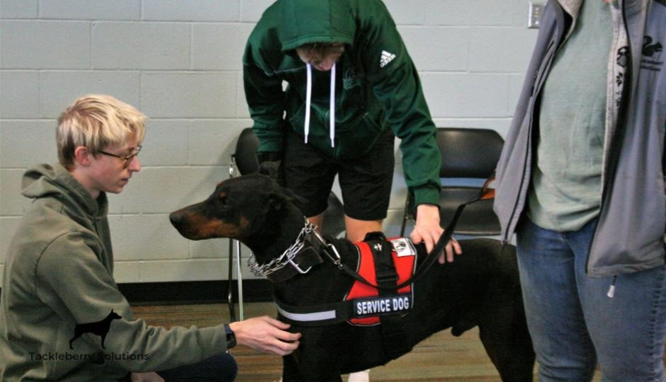 Therapy_dogs_Trained_Doberman_Pinscher