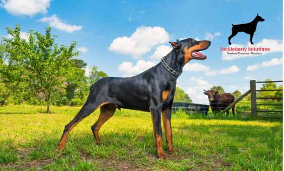 Therapy_dogs_Trained_Doberman_Pinscher2.jpg