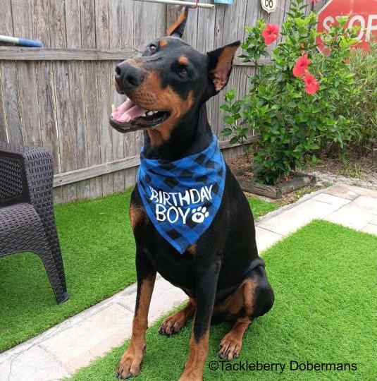 Roman_purebred_doberman_pinscher_rescue-3