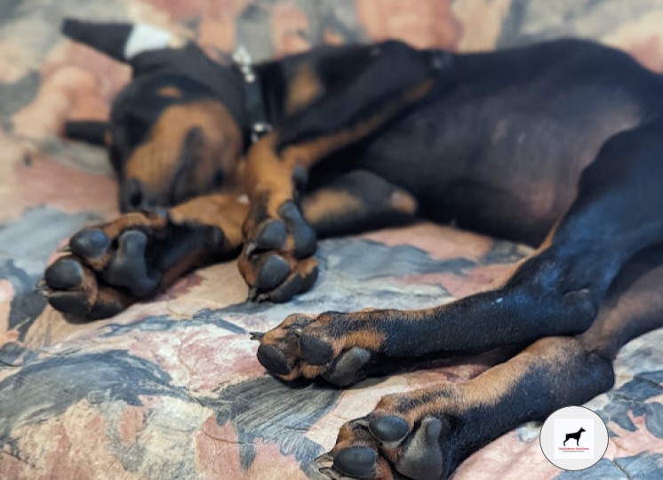 doberman-black-and-rust-male-whiskey-puppy-for-sale_1