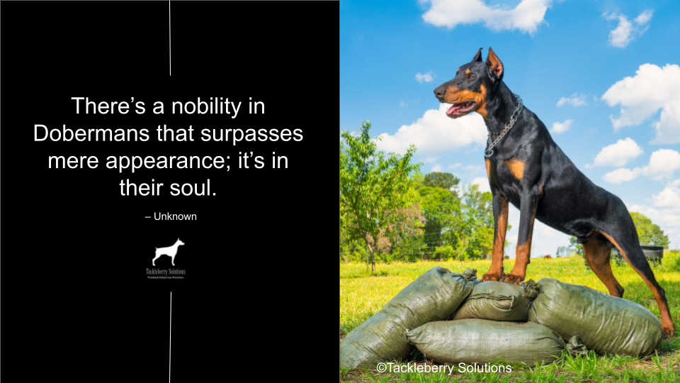 doberman-quotes-about-love