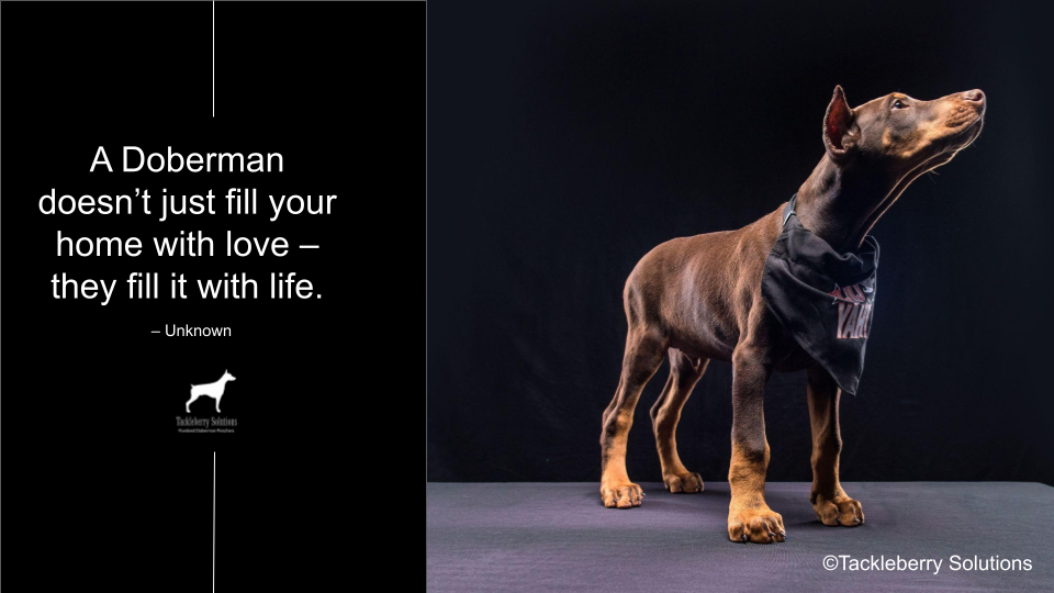 doberman-quotes-about-love