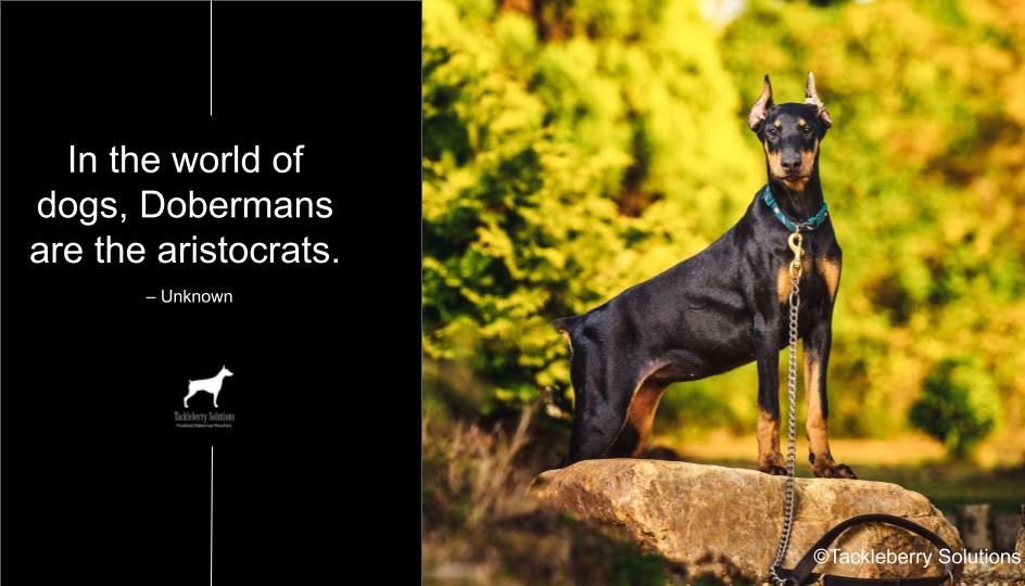 doberman-quotes-about-love