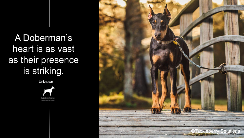 doberman-quotes-about-love