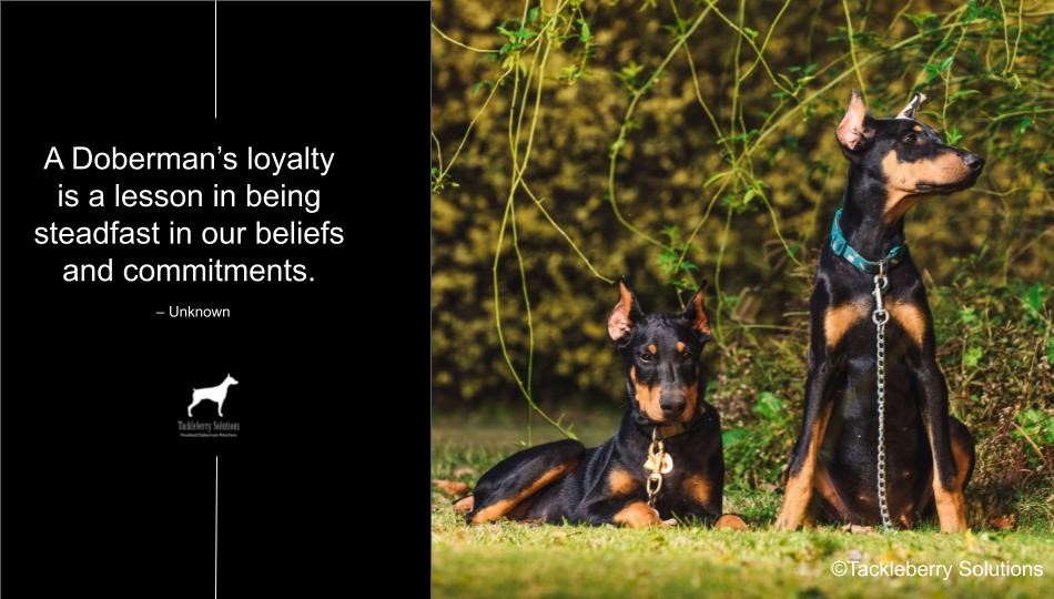 doberman-quotes-about-love