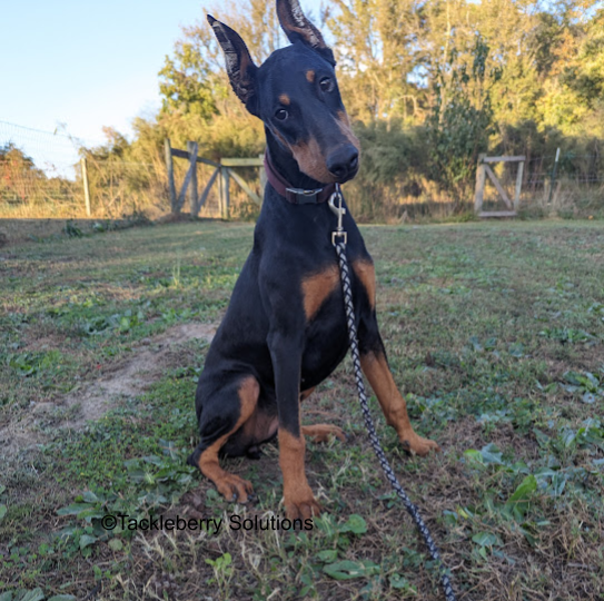 moon-doberman-puppies-for-sale-3