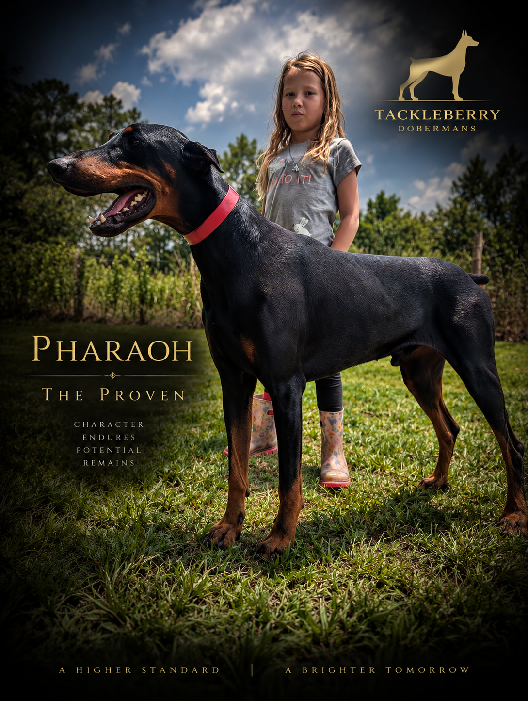 Pharaoh-the-Proven_Original_Tackleberry_Doberman Pharaoh-the-Proven_Original_Tackleberry_Doberman